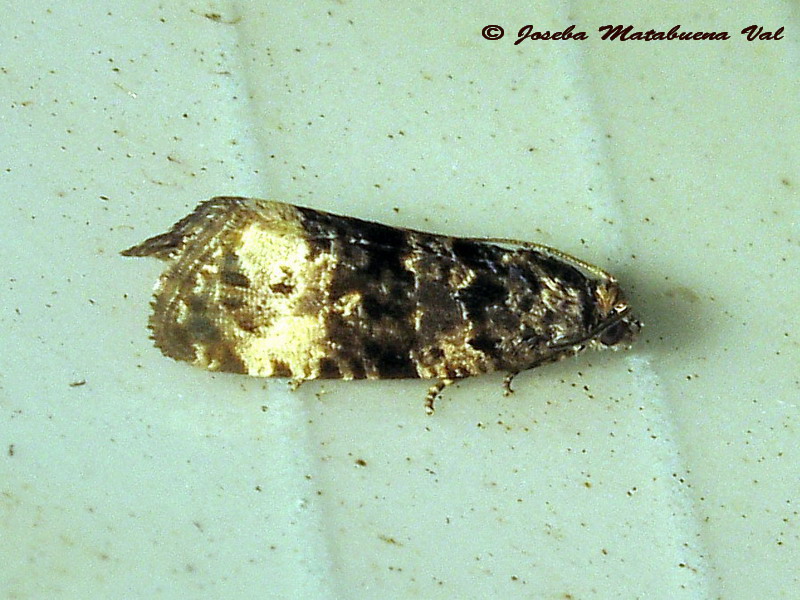 Endothenia marginana - Tortricidae ? S